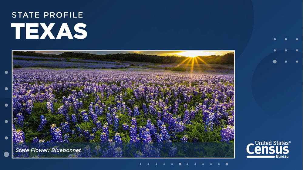 Bluebonnets, the state flower of Texas