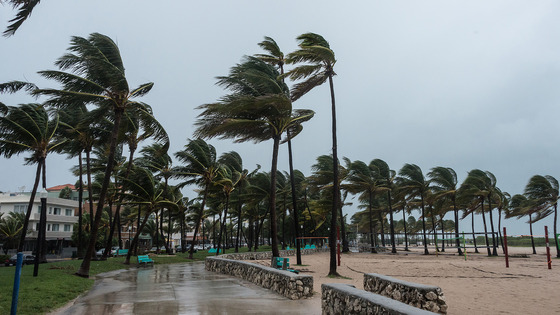 Palm trees bend sharply in heavy coastal wind.