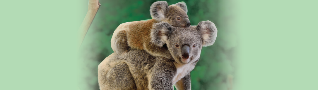 Australia Upgrade 