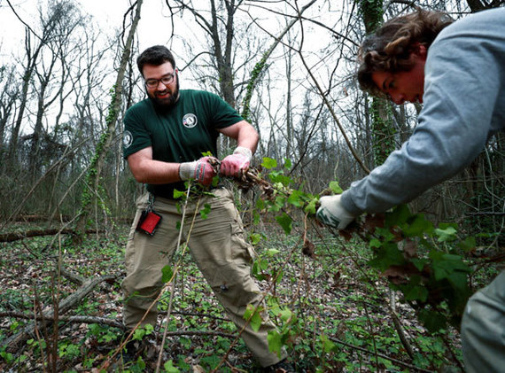 AmeriCorps NCCC Team Leader Pierce Curran (left) helps Joel Foster pull up English ivy in Overton Park. (Houston Cofield/Daily Memphian)
