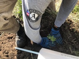 Hands of member planting a tree