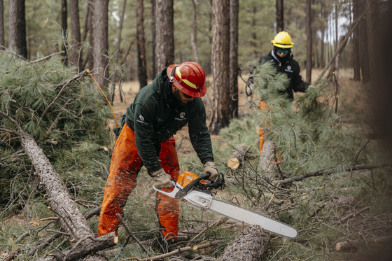 Forest Corps member using chainsaw to break up downed tree