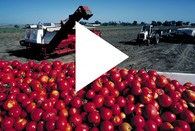 Tomatoes being loaded into a truck by a harvesting tractor