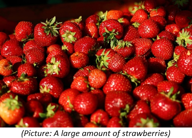 A large amount of strawberries