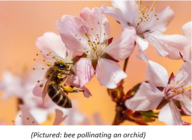 Bee pollinating an orchid