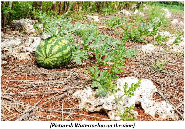 Watermelon on the vine