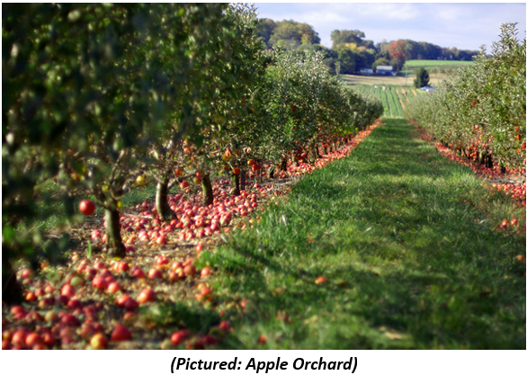 Apple Orchard
