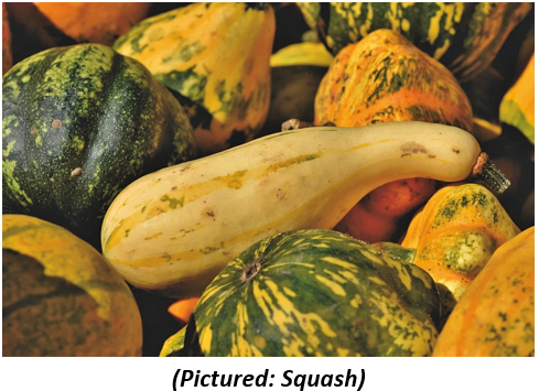 Squash