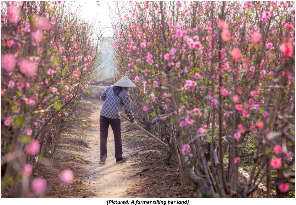 A farmer tilling her land