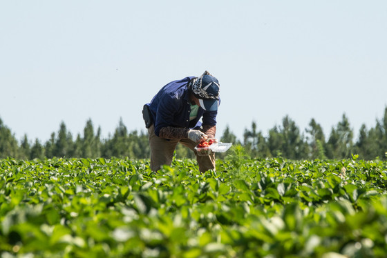 Man in field picking veggie