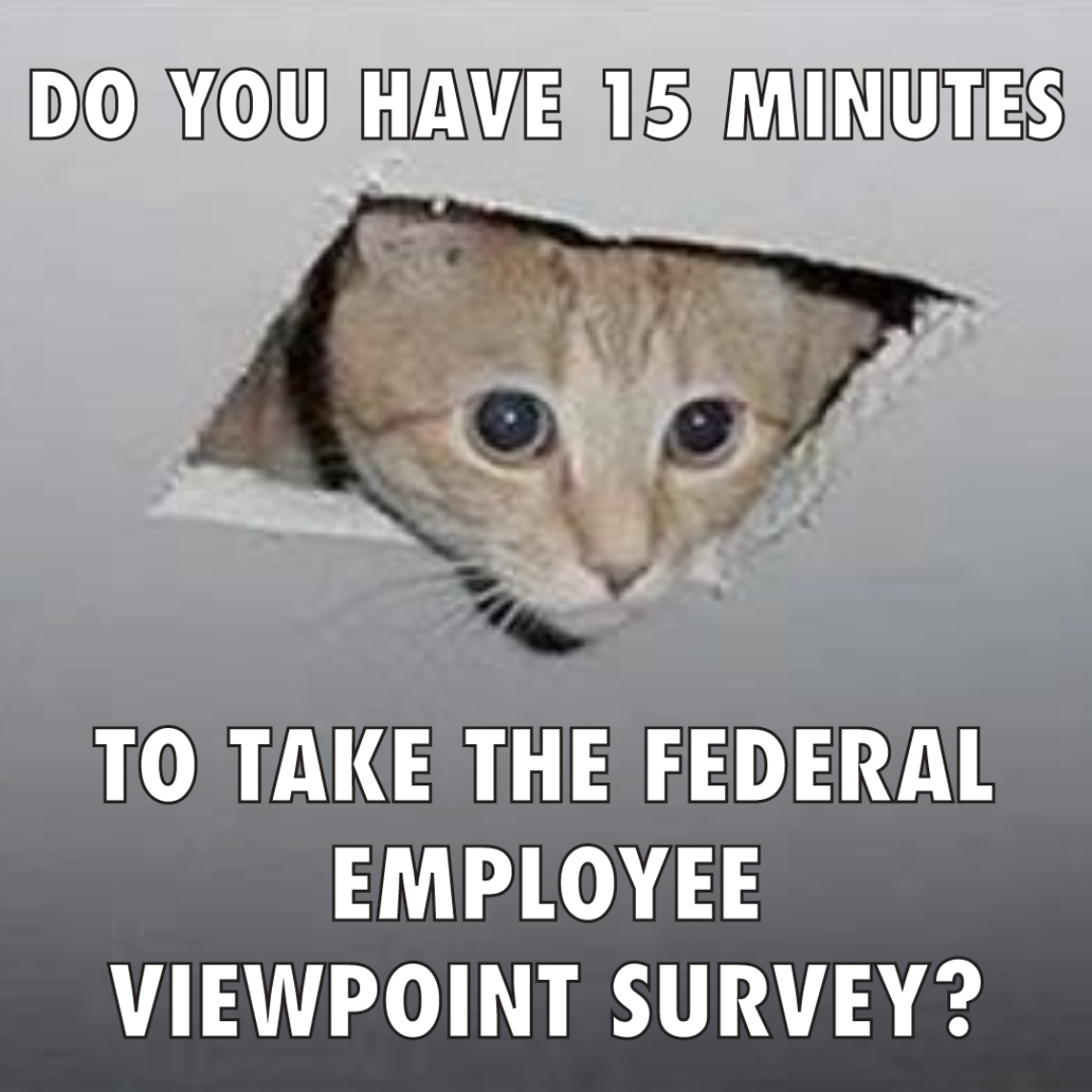 Cat poking head through ceiling Meme: Hey do you have 15 min to take the federal employee viewpoint survey.