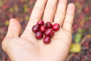 Person Holding Cranberries