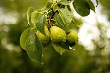 Pears growing on branch