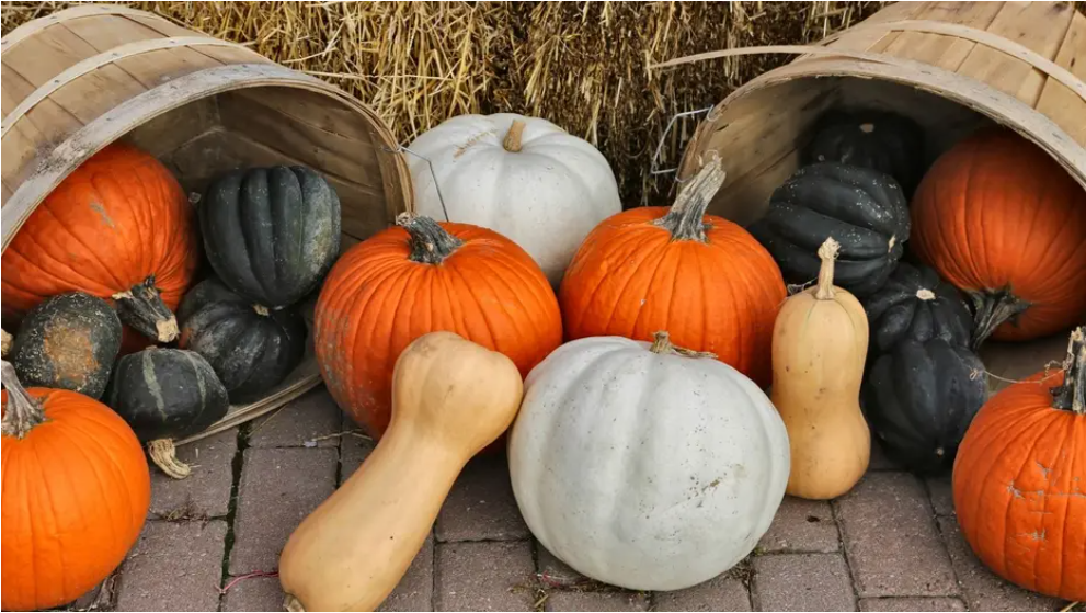 national pumpkin day