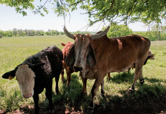 Cattle resting in the shade of a tree
