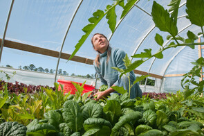 Female farmer in a greenhouse tending to lettuce