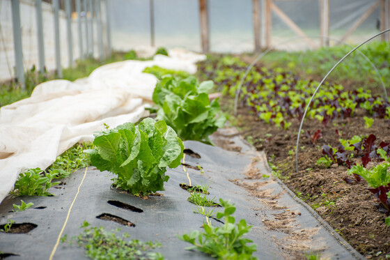 Organic lettuce growing in a hoop house