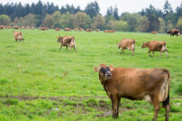 Brown cows grazing