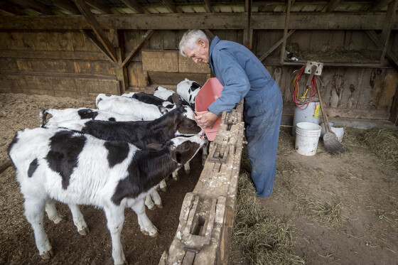 Dairy farmer feeding young cows