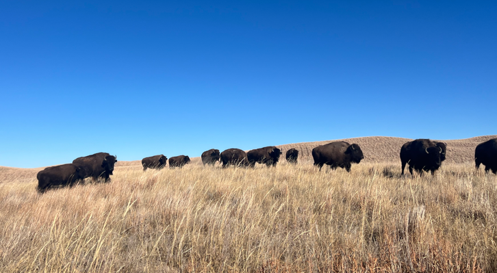 Bison image