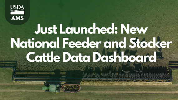 National Feeder and Stocker Cattle Dashboard Launched