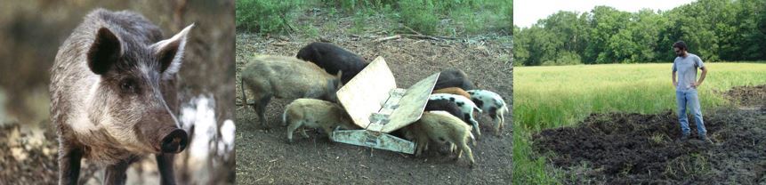Feral swine collage