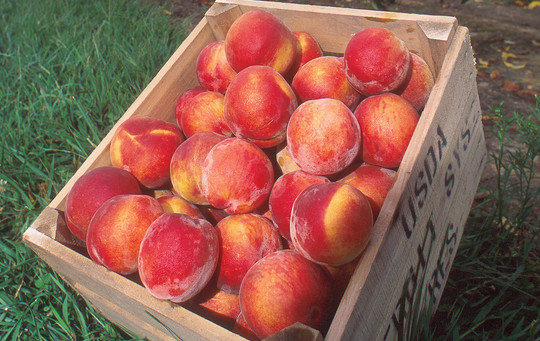 Photo of ripe peaches in a crate resting in a green field.