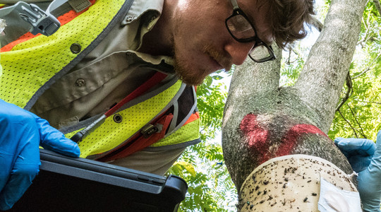 Photo of a pest surveyor holding a laptop  and looking at insects trapped on a sticky surface on a tree trunk.