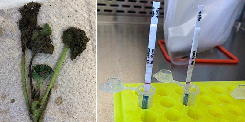 Photos of plant samples and a diagnostic kit at PPQ's Beltsville Laboratory.