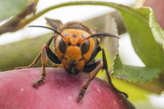 Photo of an Asian giant hornet resting on an apple in an apple tree.