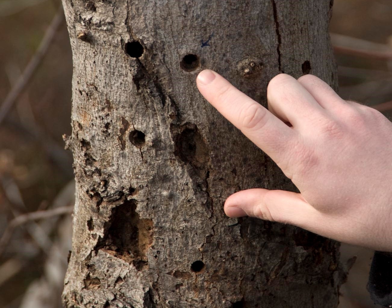 Index finger pointing to an A-L-B exit hole on a tree