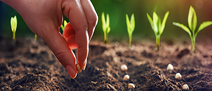 Buying Plants and Seeds Online