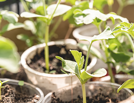 Photo of plant seedlings growing in soil in plastic cups.