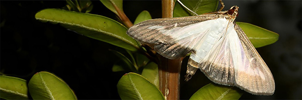 box tree moth