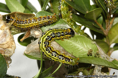 caterpillars