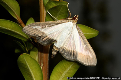 adult moths