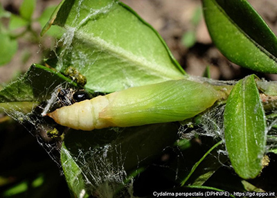 pupa