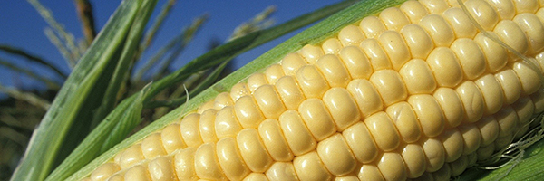 Agrivida corn