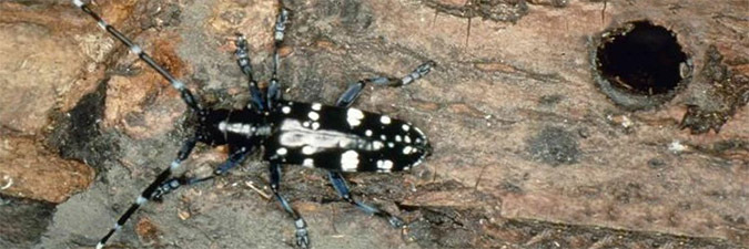 photo of an Asian longhorned beetle on a damaged tree