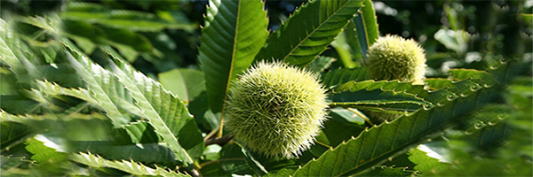 photo of American chestnut with leaves