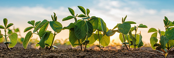 close-up photo of soybean seedlings in a field