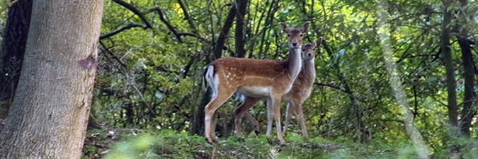 photo of white tailed deer in the woods