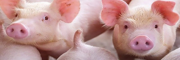 photo of farm piglets