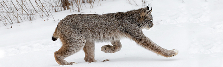 photo of a Canadian lynx