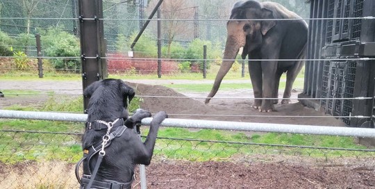 Detector Dog Elephant