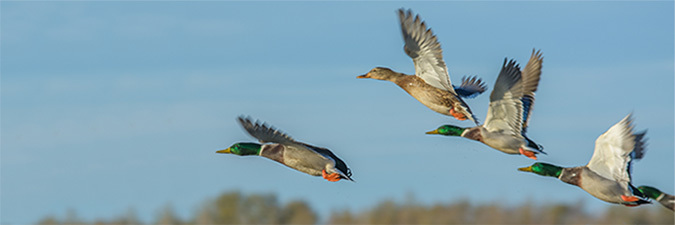 wild ducks flying