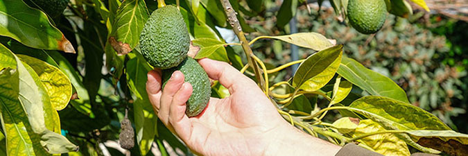 photo of hand picking avocado