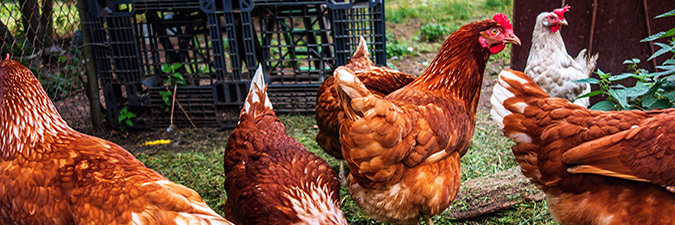 Food Blog: USDA Confirms Highly Pathogenic Avian Influenza in a  Non-Commercial Backyard Flock (Non-Poultry) in New York