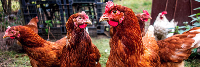 photo of backyard chickens