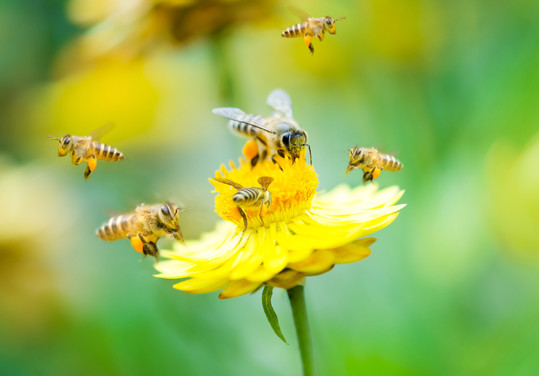 How PPQ Protects Pollinator Health